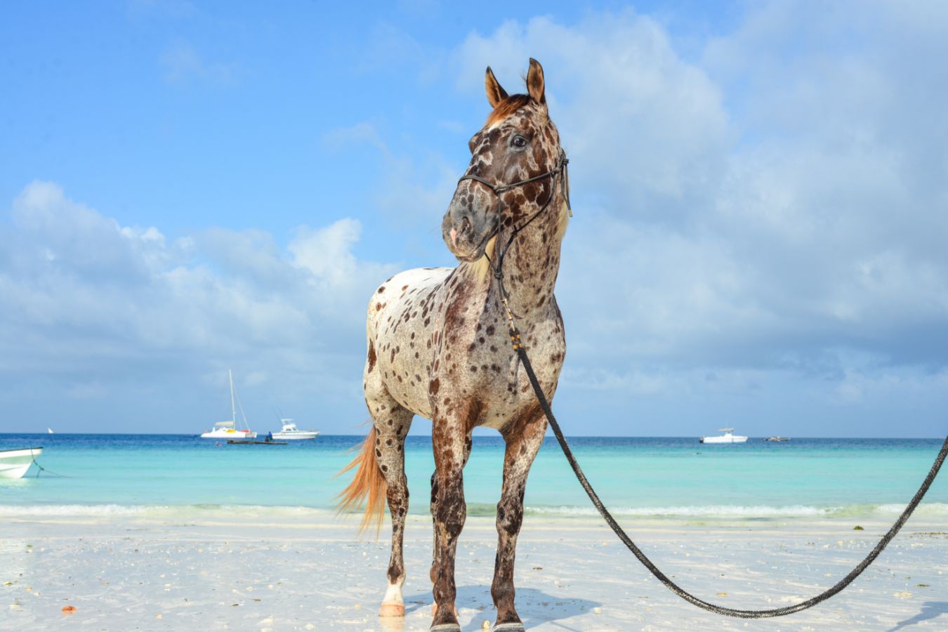 Meet Our Horses Zanzibar Horse Club